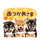 我が家の愛犬♡大好き柴犬ちゃん（個別スタンプ：17）