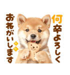 我が家の愛犬♡大好き柴犬ちゃん（個別スタンプ：18）