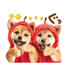 我が家の愛犬♡大好き柴犬ちゃん（個別スタンプ：20）