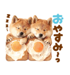 我が家の愛犬♡大好き柴犬ちゃん（個別スタンプ：23）