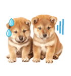 我が家の愛犬♡大好き柴犬ちゃん（個別スタンプ：25）