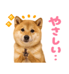 我が家の愛犬♡大好き柴犬ちゃん（個別スタンプ：27）