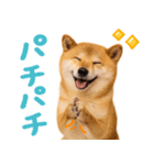 我が家の愛犬♡大好き柴犬ちゃん（個別スタンプ：28）