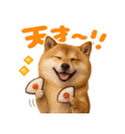 我が家の愛犬♡大好き柴犬ちゃん（個別スタンプ：29）