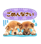 我が家の愛犬♡大好き柴犬ちゃん（個別スタンプ：31）