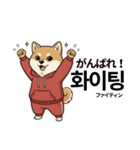 柴犬で日本語と韓国語会話（個別スタンプ：9）