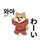 柴犬で日本語と韓国語会話（個別スタンプ：11）