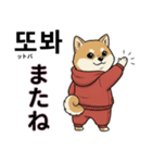 柴犬で日本語と韓国語会話（個別スタンプ：23）