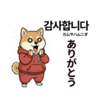 柴犬で日本語と韓国語会話（個別スタンプ：31）