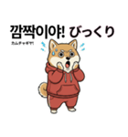柴犬で日本語と韓国語会話（個別スタンプ：33）