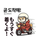 柴犬で日本語と韓国語会話（個別スタンプ：34）