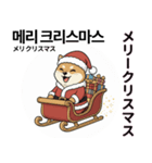 柴犬で日本語と韓国語会話（個別スタンプ：38）