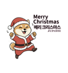 柴犬で日本語と韓国語会話（個別スタンプ：39）