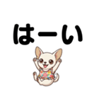 チワワのくーちゃん文字大きめスタンプ（個別スタンプ：12）