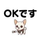 チワワのくーちゃん文字大きめスタンプ（個別スタンプ：13）