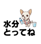 チワワのくーちゃん文字大きめスタンプ（個別スタンプ：24）