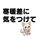 チワワのくーちゃん文字大きめスタンプ（個別スタンプ：25）