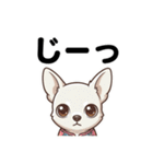 チワワのくーちゃん文字大きめスタンプ（個別スタンプ：38）