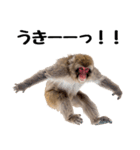 感情ダダ漏れ日本猿の全力リアクション（個別スタンプ：1）
