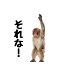 感情ダダ漏れ日本猿の全力リアクション（個別スタンプ：2）