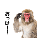 感情ダダ漏れ日本猿の全力リアクション（個別スタンプ：3）