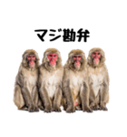 感情ダダ漏れ日本猿の全力リアクション（個別スタンプ：4）