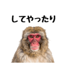 感情ダダ漏れ日本猿の全力リアクション（個別スタンプ：9）