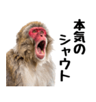 感情ダダ漏れ日本猿の全力リアクション（個別スタンプ：11）