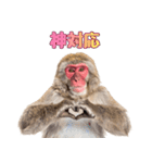 感情ダダ漏れ日本猿の全力リアクション（個別スタンプ：12）