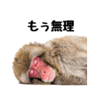 感情ダダ漏れ日本猿の全力リアクション（個別スタンプ：13）