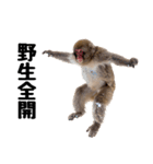 感情ダダ漏れ日本猿の全力リアクション（個別スタンプ：14）