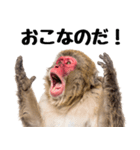 感情ダダ漏れ日本猿の全力リアクション（個別スタンプ：15）