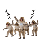 感情ダダ漏れ日本猿の全力リアクション（個別スタンプ：16）