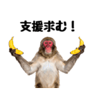 感情ダダ漏れ日本猿の全力リアクション（個別スタンプ：18）