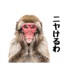 感情ダダ漏れ日本猿の全力リアクション（個別スタンプ：20）