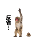 感情ダダ漏れ日本猿の全力リアクション（個別スタンプ：21）