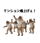 感情ダダ漏れ日本猿の全力リアクション（個別スタンプ：22）