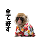 感情ダダ漏れ日本猿の全力リアクション（個別スタンプ：24）