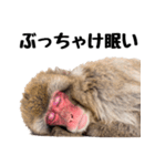 感情ダダ漏れ日本猿の全力リアクション（個別スタンプ：25）