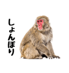 感情ダダ漏れ日本猿の全力リアクション（個別スタンプ：26）
