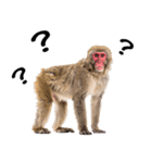 感情ダダ漏れ日本猿の全力リアクション（個別スタンプ：27）