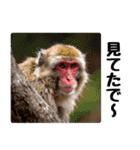 感情ダダ漏れ日本猿の全力リアクション（個別スタンプ：28）