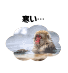 感情ダダ漏れ日本猿の全力リアクション（個別スタンプ：29）