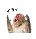 感情ダダ漏れ日本猿の全力リアクション（個別スタンプ：30）