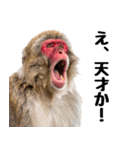 感情ダダ漏れ日本猿の全力リアクション（個別スタンプ：31）