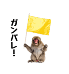 感情ダダ漏れ日本猿の全力リアクション（個別スタンプ：32）