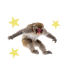 感情ダダ漏れ日本猿の全力リアクション（個別スタンプ：34）