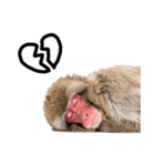 感情ダダ漏れ日本猿の全力リアクション（個別スタンプ：36）