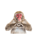 感情ダダ漏れ日本猿の全力リアクション（個別スタンプ：39）