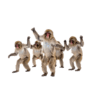 感情ダダ漏れ日本猿の全力リアクション（個別スタンプ：40）